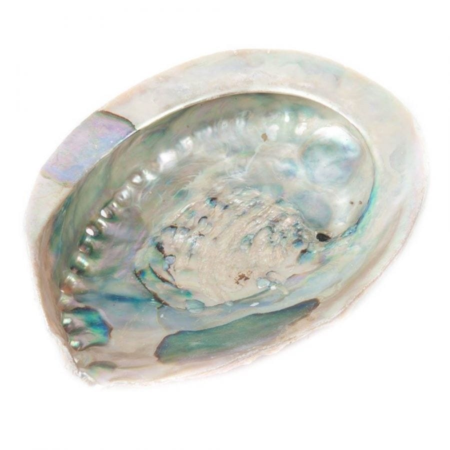 Smudge schelp  12- 14 cm