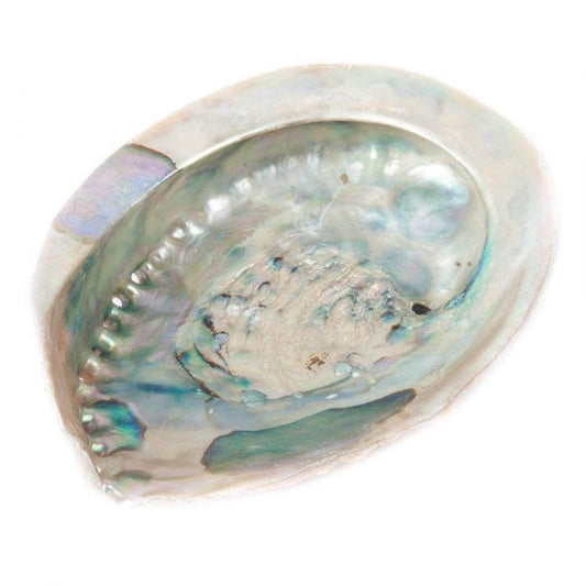 Smudge schelp  12- 14 cm