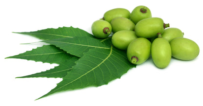Neem noot