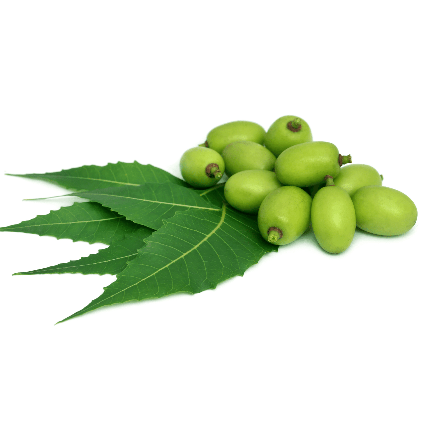 Shea butter & pure NEEM olie